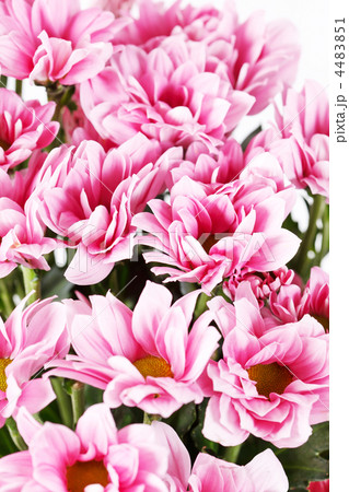 Chrysanthemum Flowers 4483851