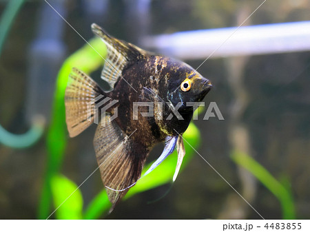 Aquarium Fish-  Black Scalare 4483855
