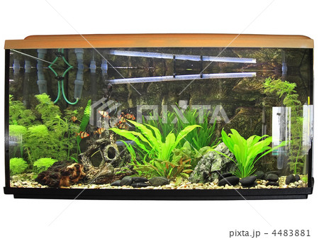 Beautiful aquarium. Isolated 4483881