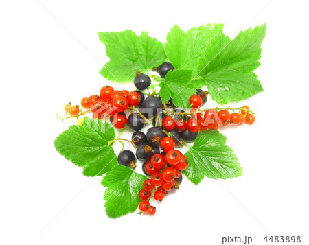 Berry mix-red , black currant, with leaf.Isolated. Berry mix-red , black currant, with leaf.Isolated. 4483898