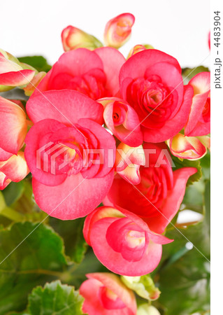 begonia flower begonia flower 4483904