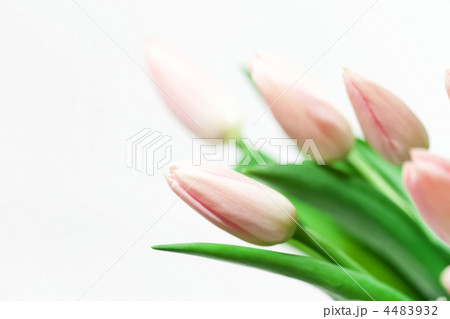 nice tulips 4483932