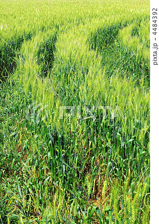 Field of green rye. 4484392