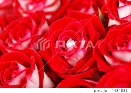 red roses red roses 4484881