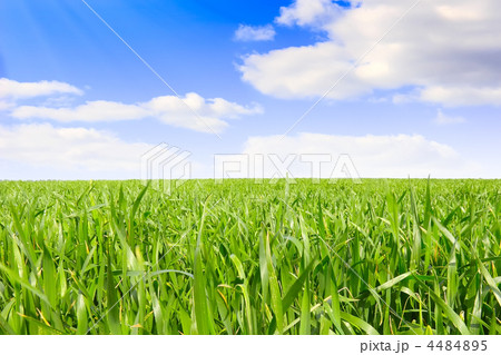 Green grass, the blue sky and white clouds 4484895