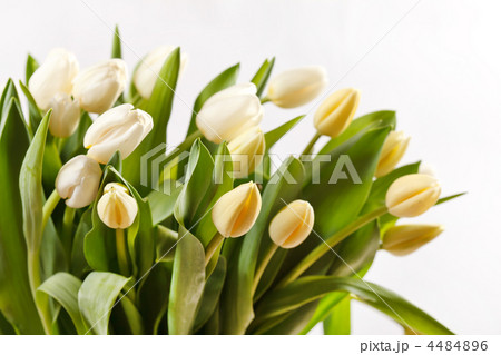 beautiful tulips 4484896