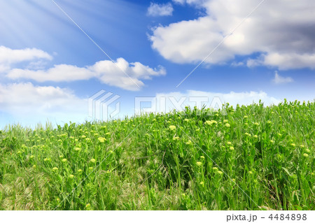 Green grass, the blue sky and white clouds 4484898