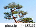 松の木 4485385