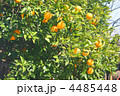 みかんの木 4485448