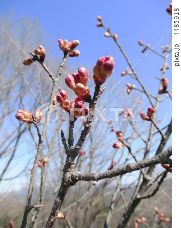 寒緋桜　蕾 4485918