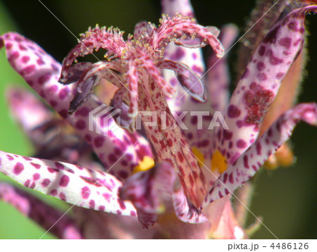 ホトトギス ホトトギス 4486126