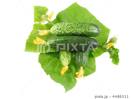 Fresh  cucumbers with yellow blossom cluster. 4486311