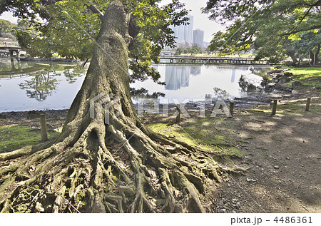 東京　浜離宮庭園　潮入の池  4486361