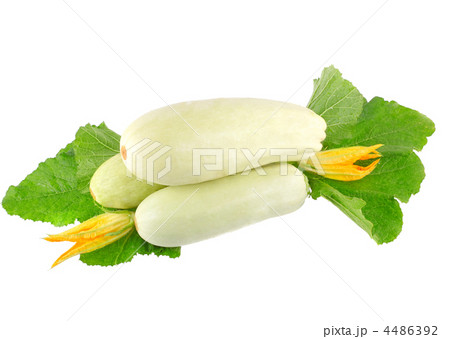 White vegetable marrow on white background. 4486392