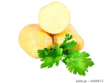 Young potatoes, decorating of parsley . Isolated Young potatoes, decorating of parsley . Isolated 4486671