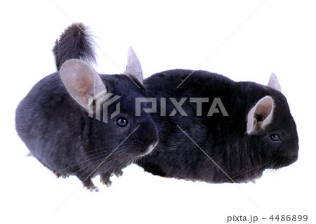 Black ebonite chinchilla on white background. Black ebonite chinchilla on white background. 4486899