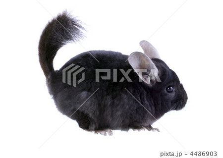 Black ebonite chinchilla on white background. Black ebonite chinchilla on white background. 4486903