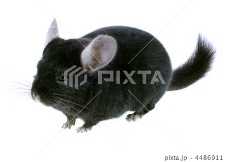 Black ebonite chinchilla on white background. Black ebonite chinchilla on white background. 4486911