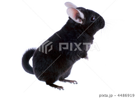 Black ebonite chinchilla on white background. Black ebonite chinchilla on white background. 4486919