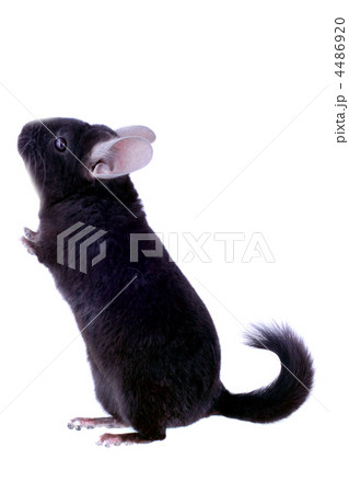 Black ebonite chinchilla on white background. Black ebonite chinchilla on white background. 4486920