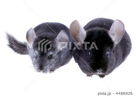 Couple of gray ebonite chinchilla on white. 4486926