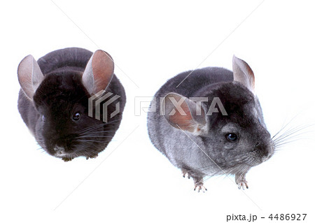 Couple of gray ebonite chinchilla on white. Couple of gray ebonite chinchilla on white. 4486927