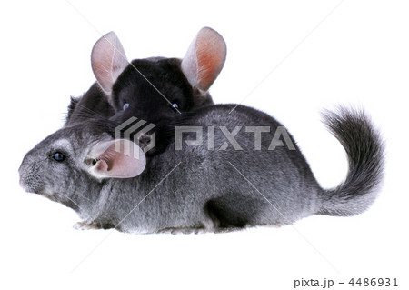 Couple of gray ebonite chinchilla on white. 4486931