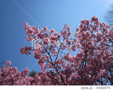 陽光桜 4486974