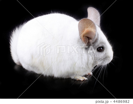 White ebonite chinchilla on black 4486982