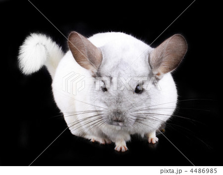 White ebonite chinchilla on black White ebonite chinchilla on black 4486985