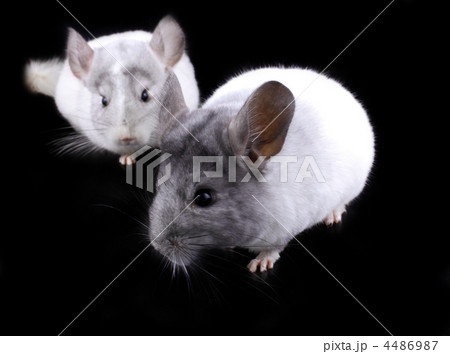 Couple of white ebonite chinchilla on black 4486987