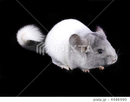 White ebonite chinchilla on black White ebonite chinchilla on black 4486990