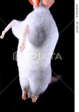 White ebonite chinchilla on black 4486994