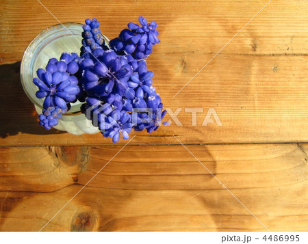 ムスカリ 4486995