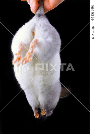 White ebonite chinchilla on black 4486996