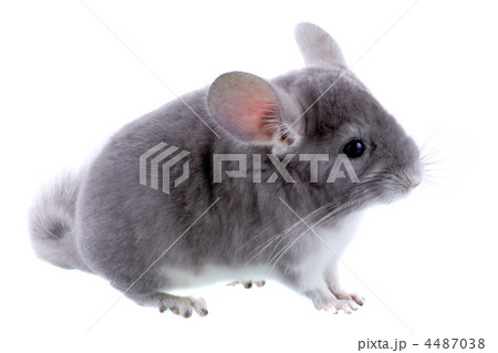 Gray ebonite chinchilla on white background. Gray ebonite chinchilla on white background. 4487038