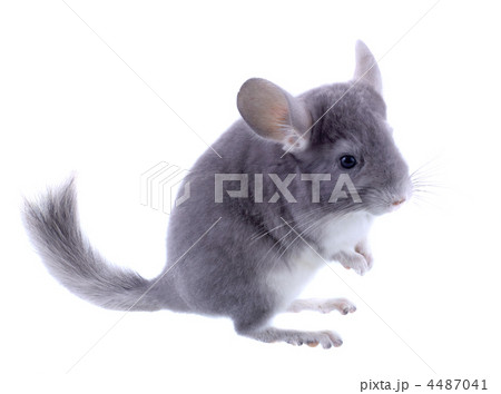 Gray ebonite chinchilla on white background. 4487041