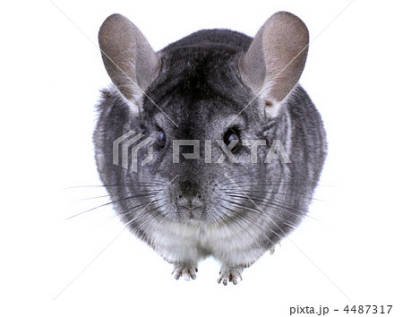 Gray ebonite chinchilla on white background. 4487317