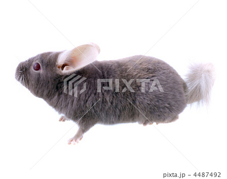 Violet ebonite chinchilla . Violet ebonite chinchilla . 4487492