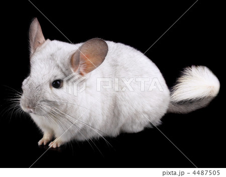 White ebonite chinchilla on black White ebonite chinchilla on black 4487505
