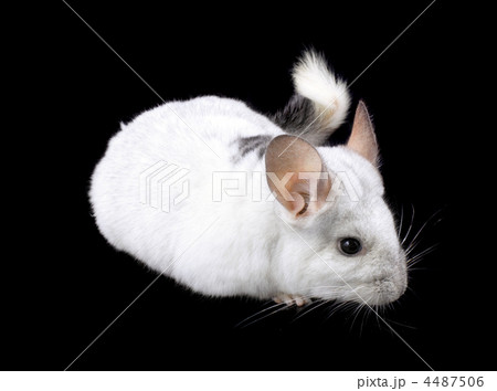 White ebonite chinchilla on black White ebonite chinchilla on black 4487506