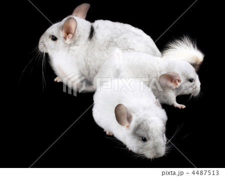 Family  of white ebonite chinchilla on black 4487513