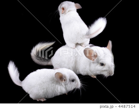 Family of white ebonite chinchilla on black Family of white ebonite chinchilla on black 4487514