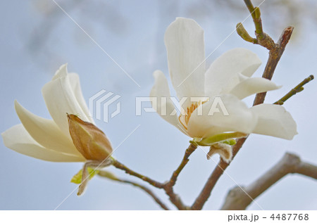 こぶしの花 こぶしの花 4487768