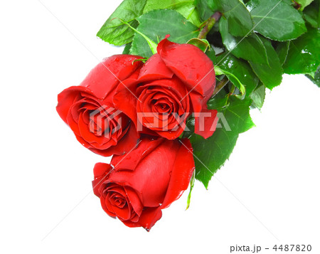 Beautiful three red roses .  Isolated. 4487820
