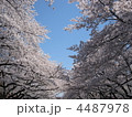 早朝の染井吉野 4487978