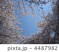 早朝の染井吉野 4487982