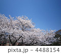 早朝の染井吉野 4488154