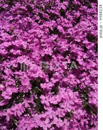 芝桜の絨毯 芝桜の絨毯 4488238