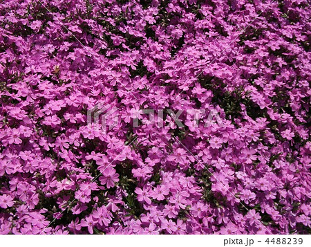 芝桜の絨毯 4488239